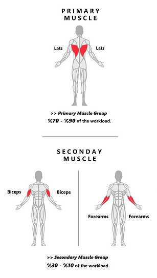 Lat PullDowns.png