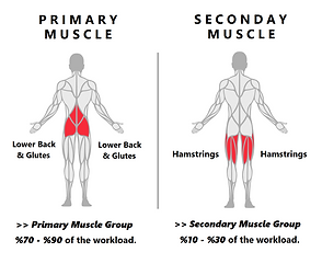 Decline Bench Hyperextensions.png