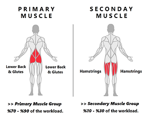 Decline Bench Hyperextensions.png