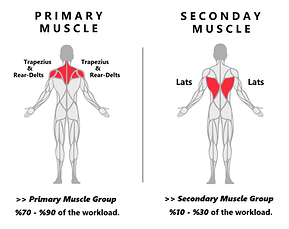 Machine Rear Delts Flys.png