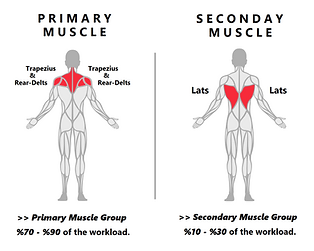 Machine Rear Delts Flys.png