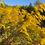Thumbnail: Gray Goldenrod (Solidago nemoralis)