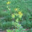 Thumbnail: Golden Alexanders (Zizia aurea)