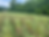 Thumbnail: Bottlebrush Grass (Elymus hystrix)