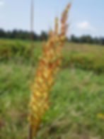 Thumbnail: Indian Grass - Cherokee National Forest Collection (Sorghastrum nutans)