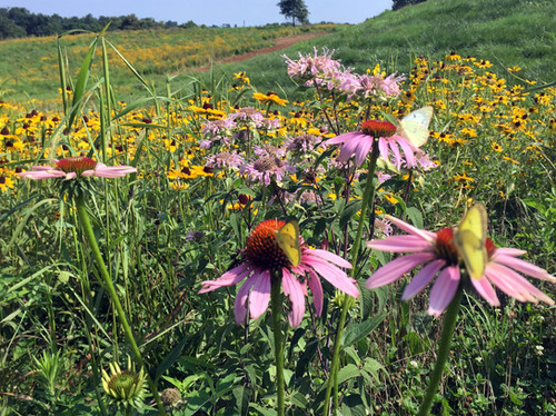 Mix SS-BH1 - Southern Butterfly and Hummingbird Mix | Roundstone Native Seed