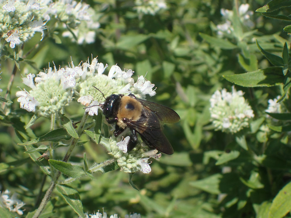 Thumbnail: Virginia Mountain Mint (Pycnanthemum virginianum)