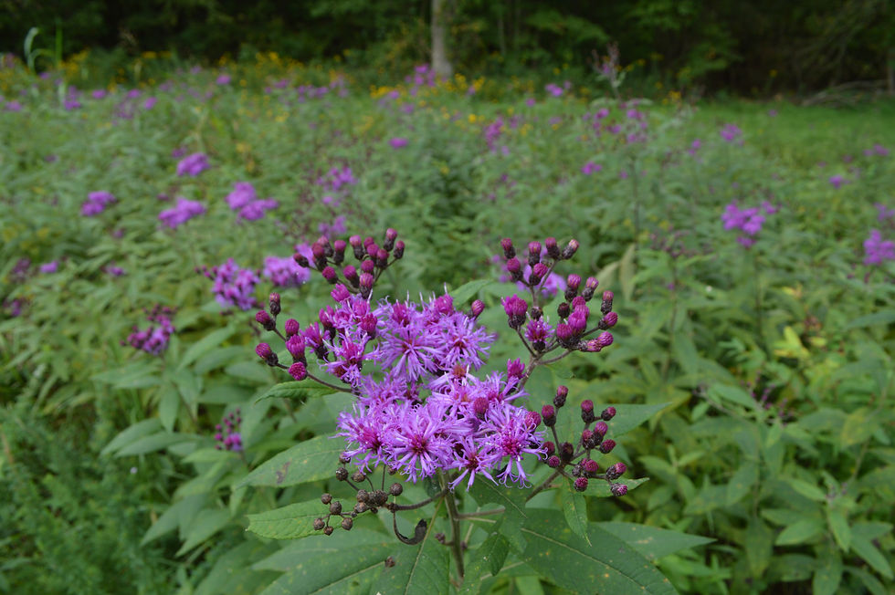 Thumbnail: Iron Weed (Vernonia gigantea)