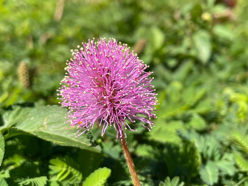 Herbaceous Mimosa - Crockett Germplasm | Roundstone Native Seed