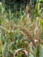 Thumbnail: Foxtail Millet (Setaria italica)