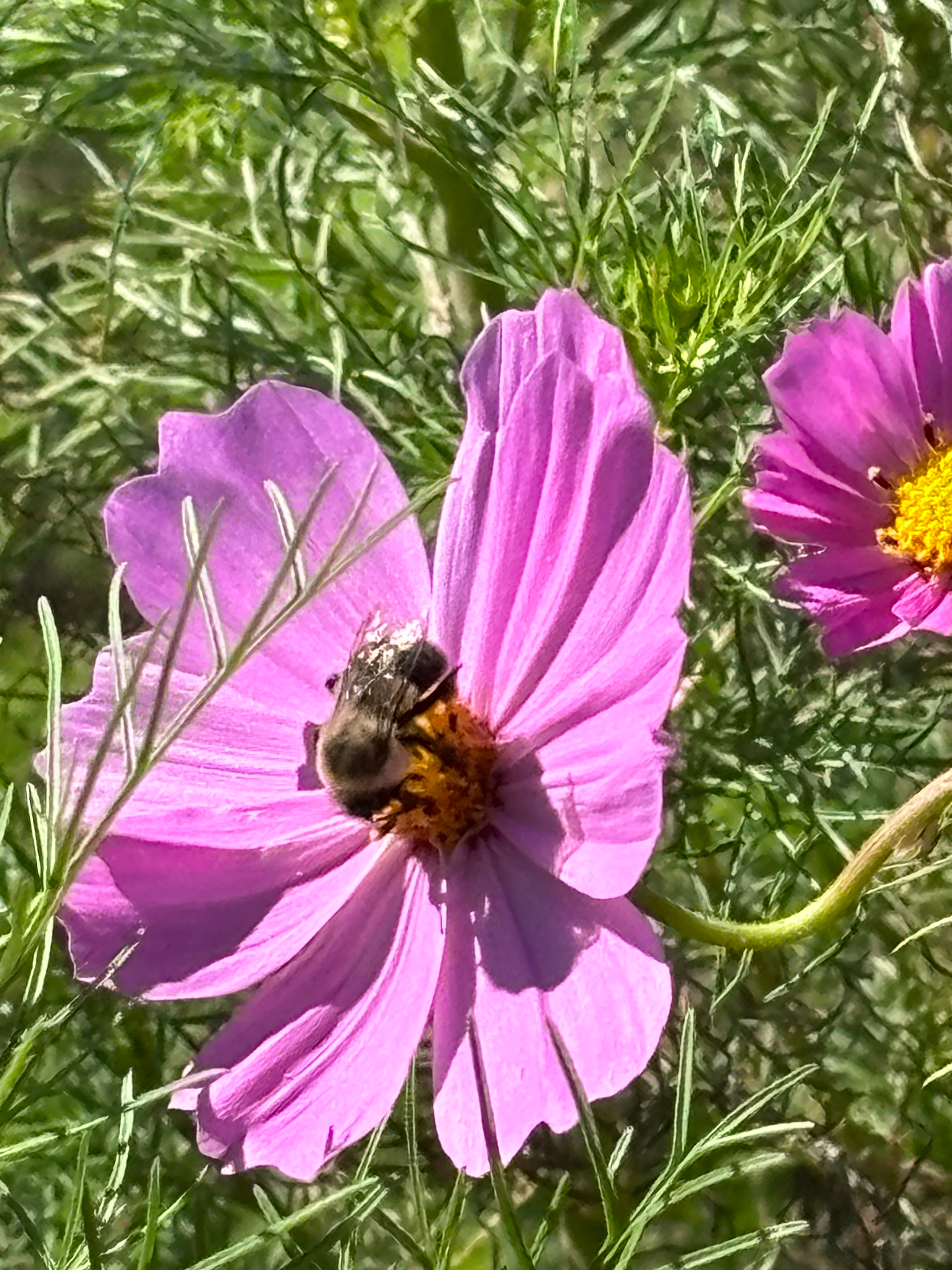Cosmos - Dwarf Mixed (Cosmos bipinnatus)