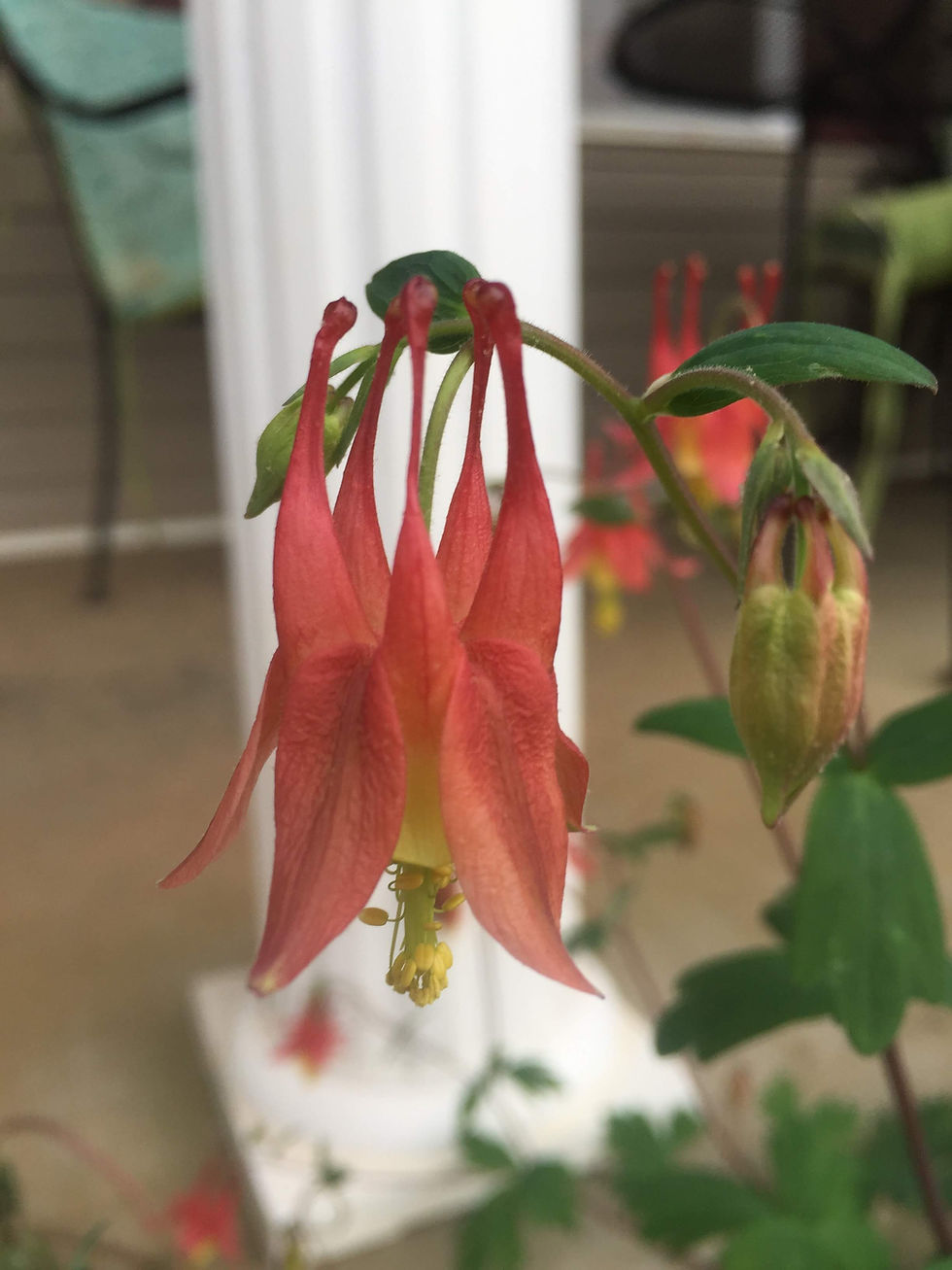 Thumbnail: Columbine (Aquilegia canadensis)