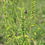 Thumbnail: Yellow Giant Hyssop (Agastache nepetoides)