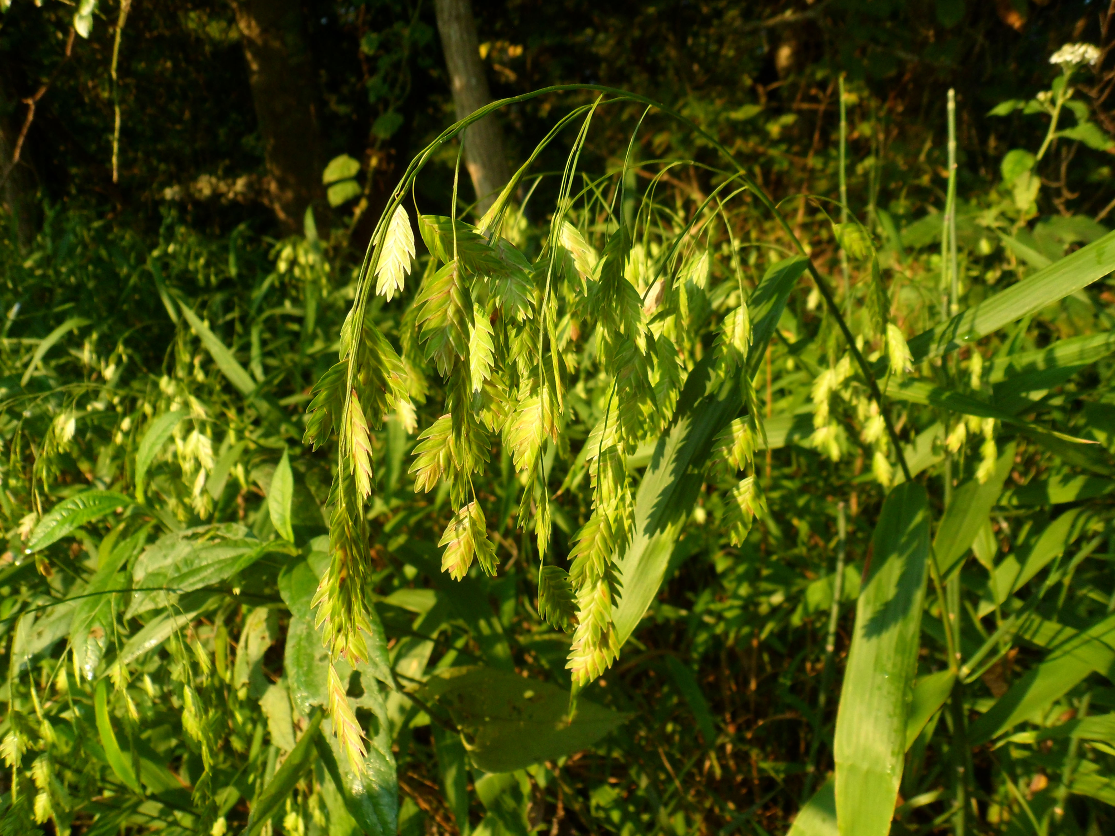 River Oats (Chasmanthium latifolium)