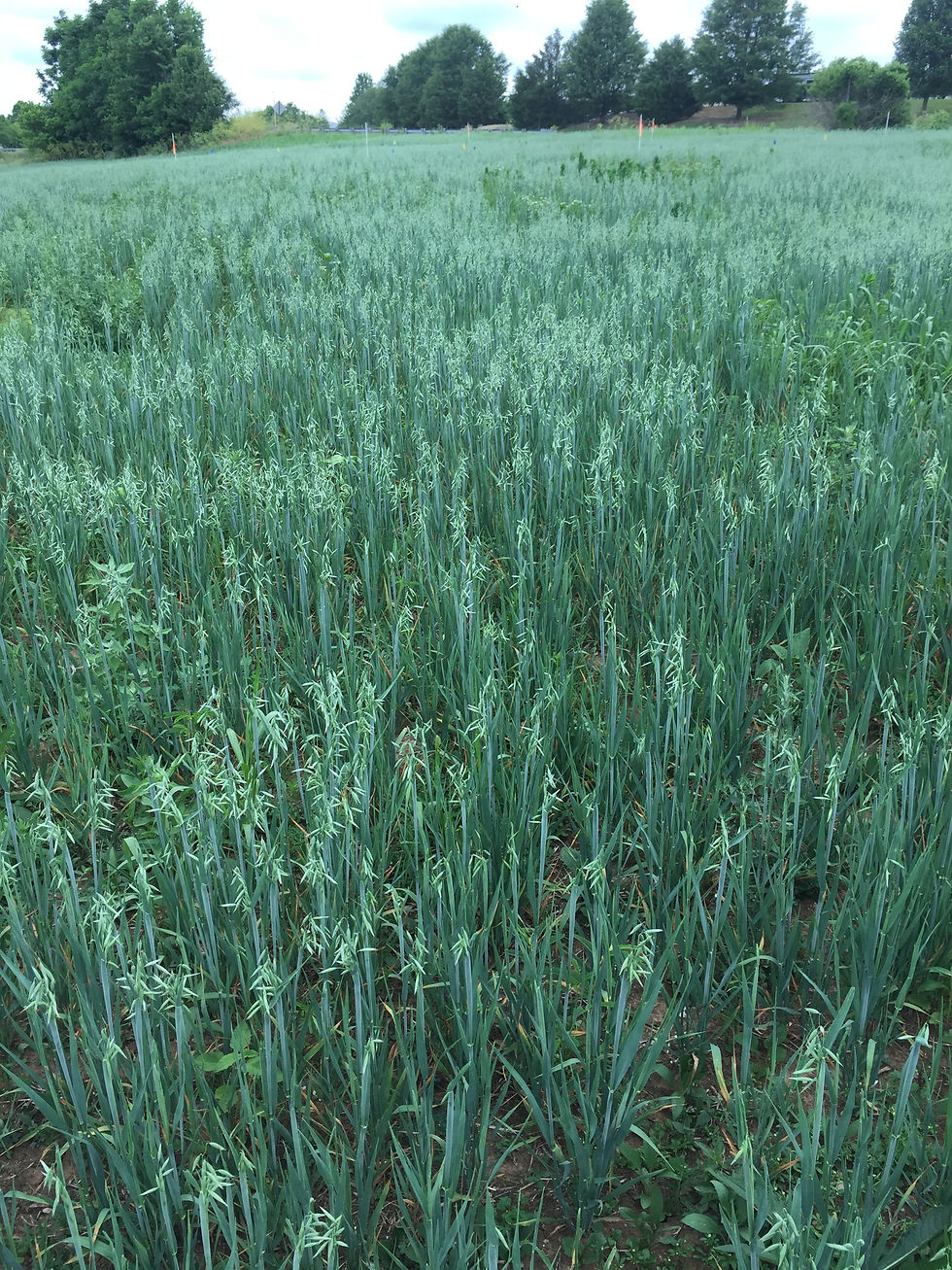 Thumbnail: Oats (Avena sativa)