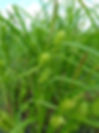 Thumbnail: Hop Sedge (Carex lupulina)