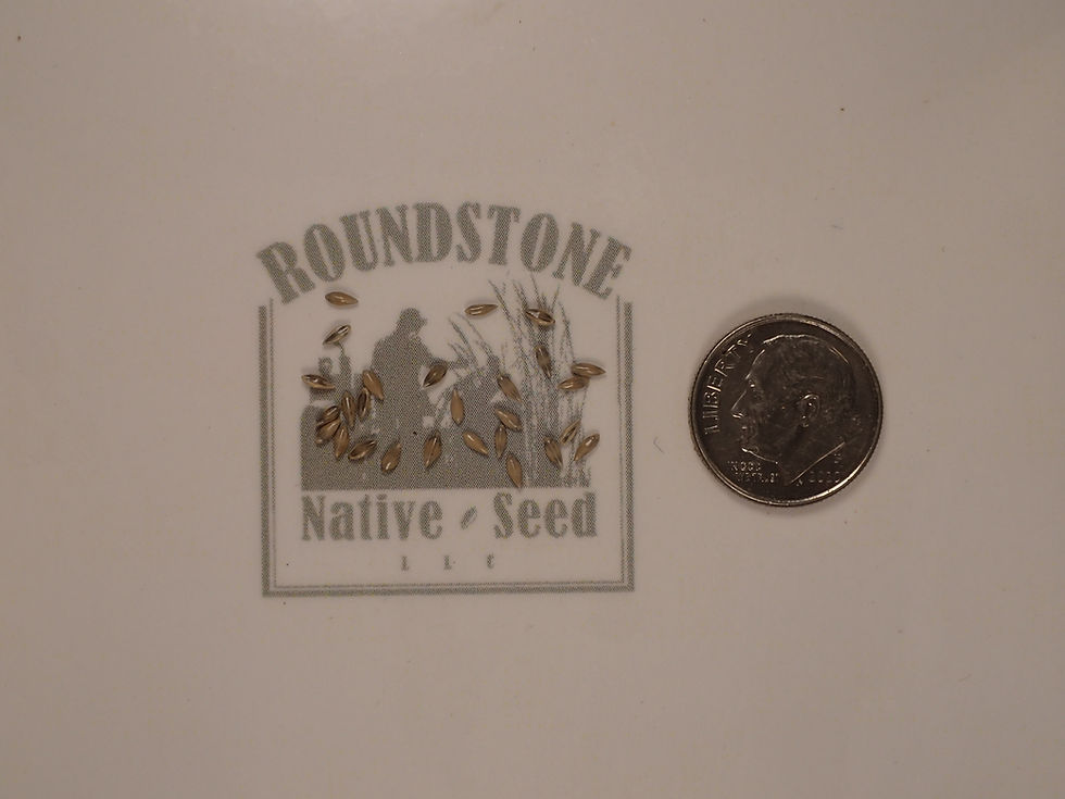 Thumbnail: Switchgrass 'CAVE-IN-ROCK' (Panicum virgatum)