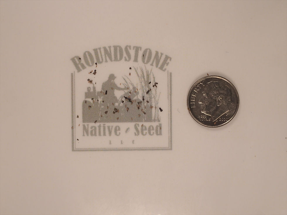 Thumbnail: Lance-Leaved Goldenrod (Euthamia graminifolia)