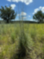 Thumbnail: Little Bluestem - Coastal Plains Germplasm (Schizachyrium scoparium)