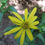 Thumbnail: Rosinweed (Silphium integrifolium)