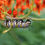 Thumbnail: Butterfly Milkweed (Asclepias tuberosa)