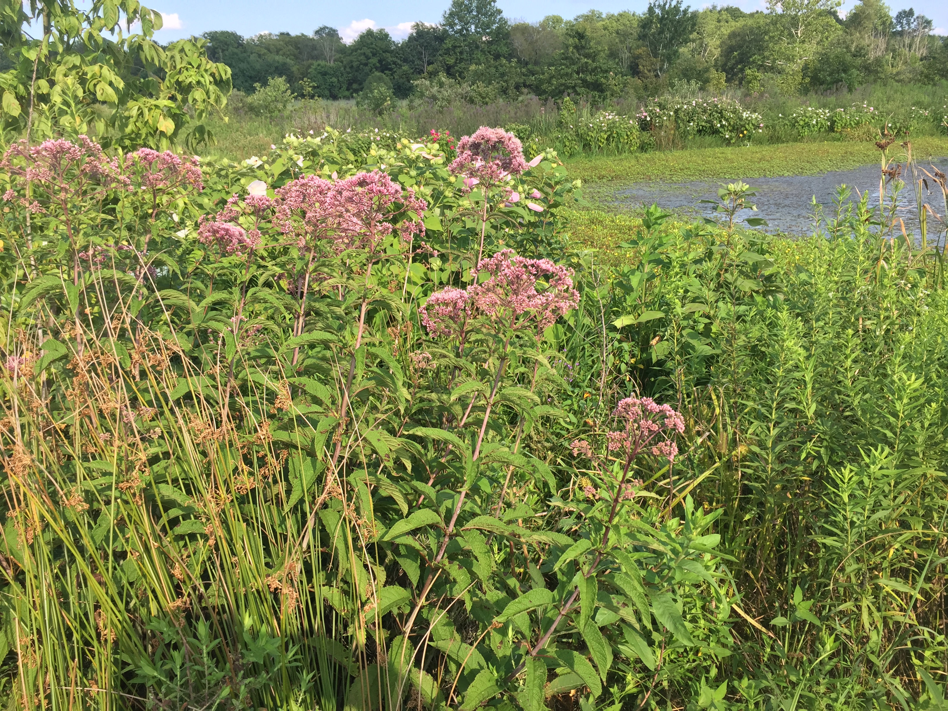 Mix 131 - Southern Wetland and Pond Edge Mix