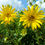 Thumbnail: Starry Rosinweed (Silphium asteriscus)