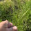 Thumbnail: Bahia Grass (Paspalum notatum)