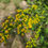 Thumbnail: Swamp Goldenrod (Solidago patula)