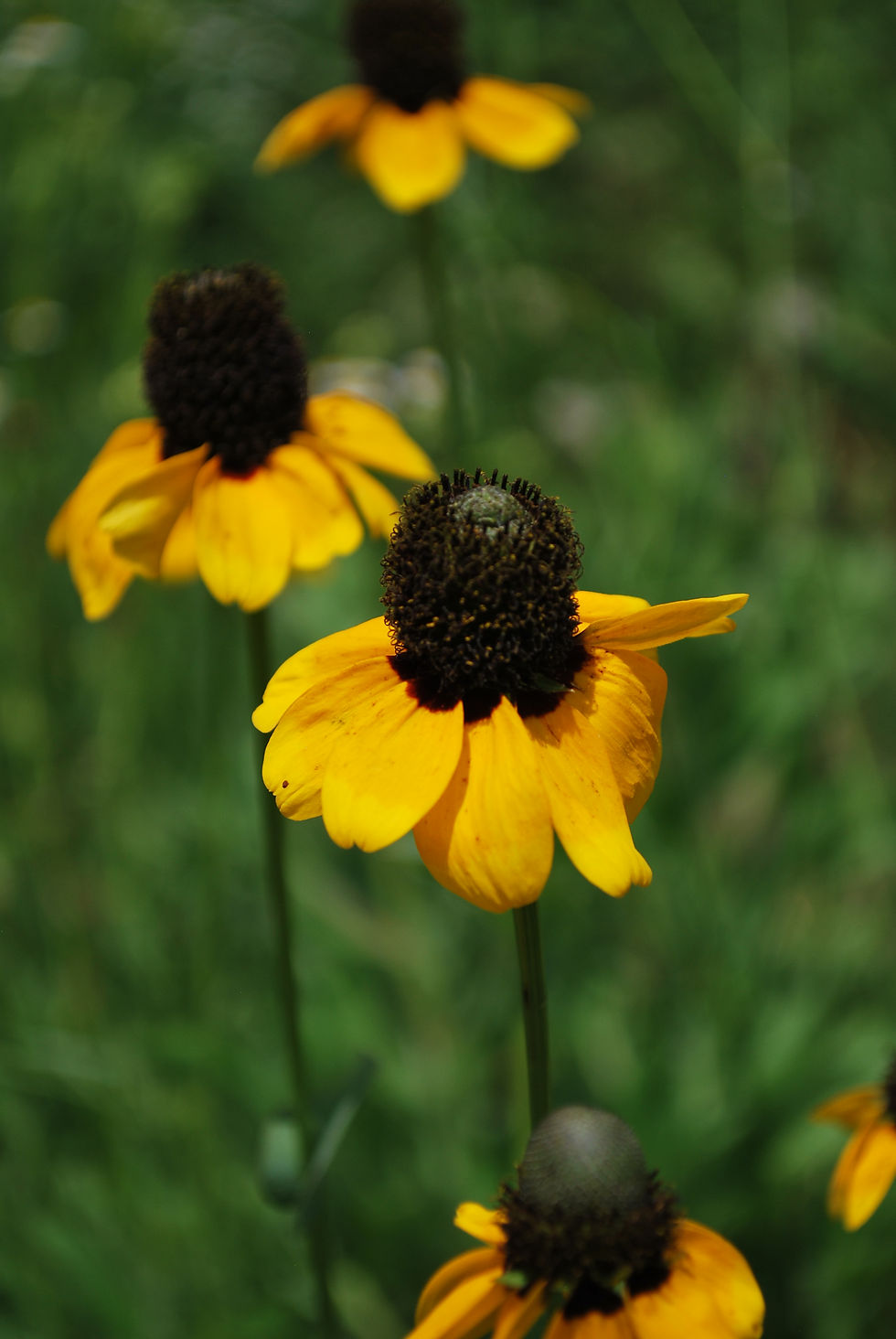 Thumbnail: Clasping Coneflower (Dracopis amplexicaulis)