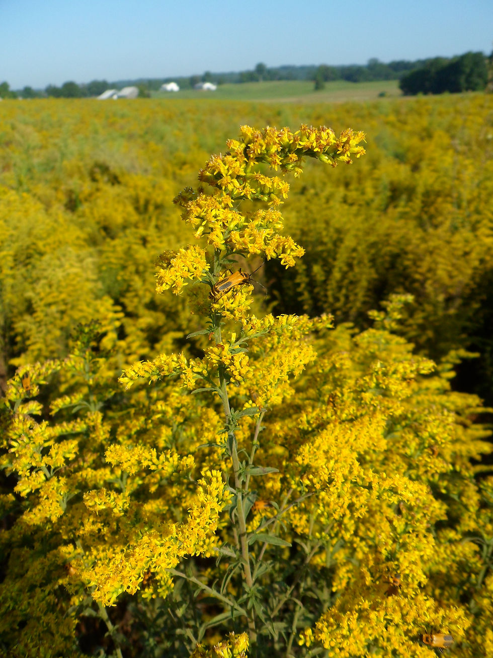 Thumbnail: Gray Goldenrod (Solidago nemoralis)