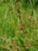 Thumbnail: Green Bulrush (Scirpus atrovirens)