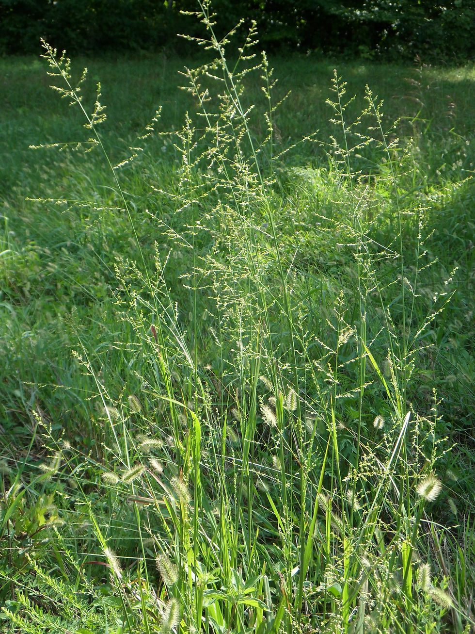 Thumbnail: Beaked Panicgrass (Coleataenia anceps)
