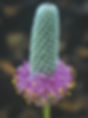 Purple Prairie Clover (Dalea purpurea)