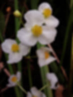 Thumbnail: Arrowhead (Sagittaria latifolia)