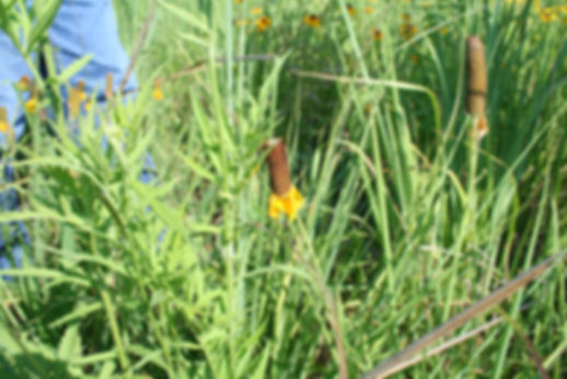 Upright Coneflower (Ratibida columnifera)