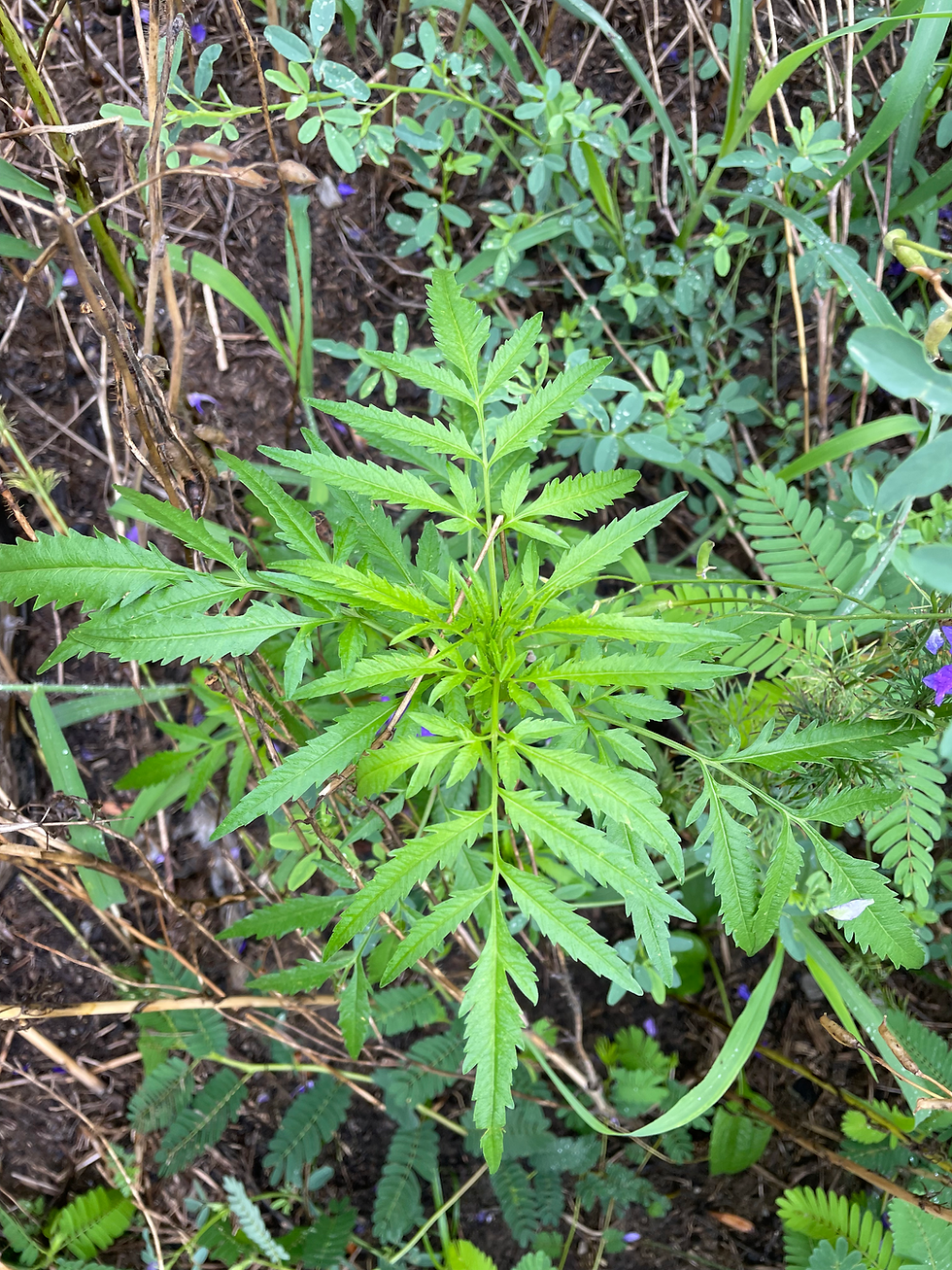 Thumbnail: Showy Tickseed (Bidens aristosa)