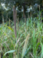 Thumbnail: Pearl Millet (Cenchrus americanus)