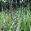 Thumbnail: Pearl Millet (Cenchrus americanus)