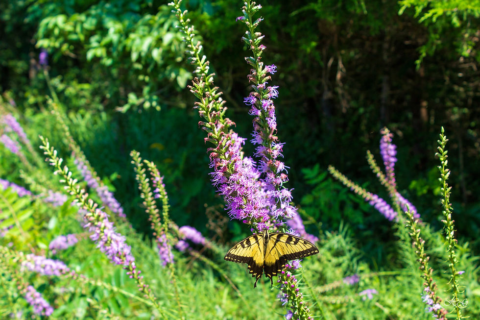 Thumbnail: Spiked Blazing Star (Liatris spicata)