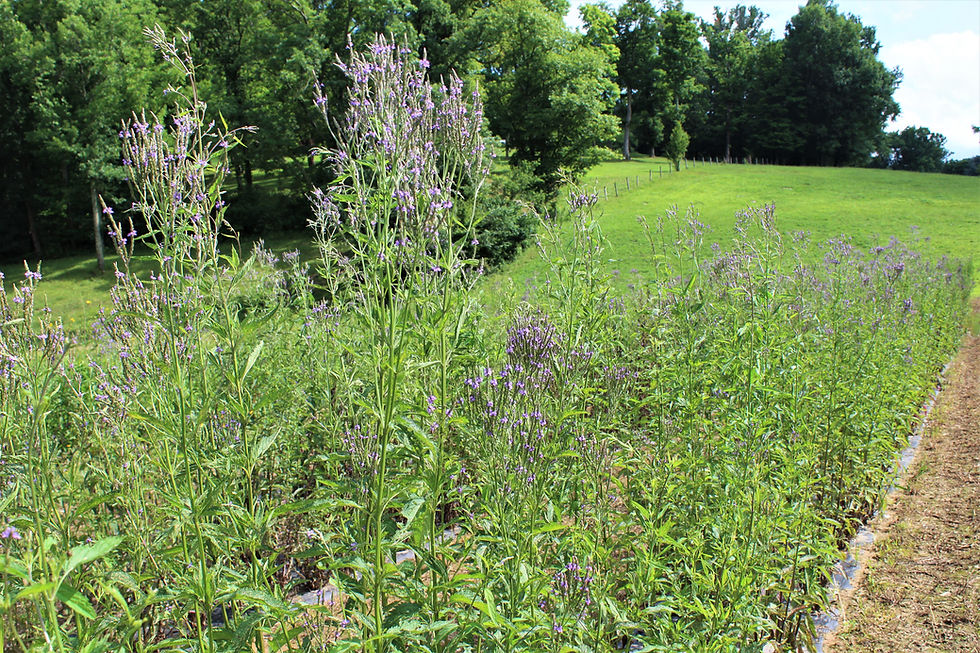 Thumbnail: Blue Vervain (Verbena hastata)