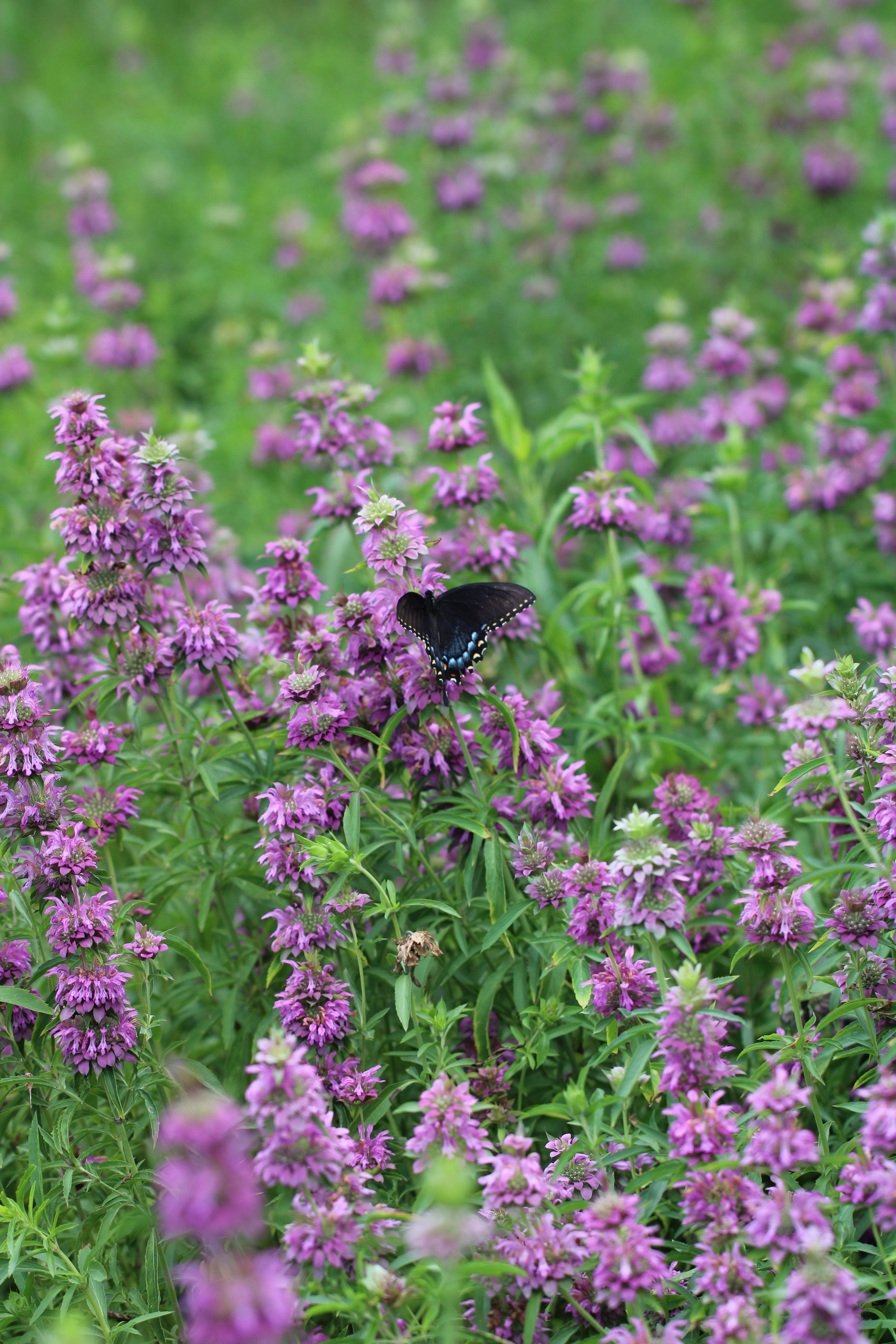 Lemon Mint (Monarda citriodora)