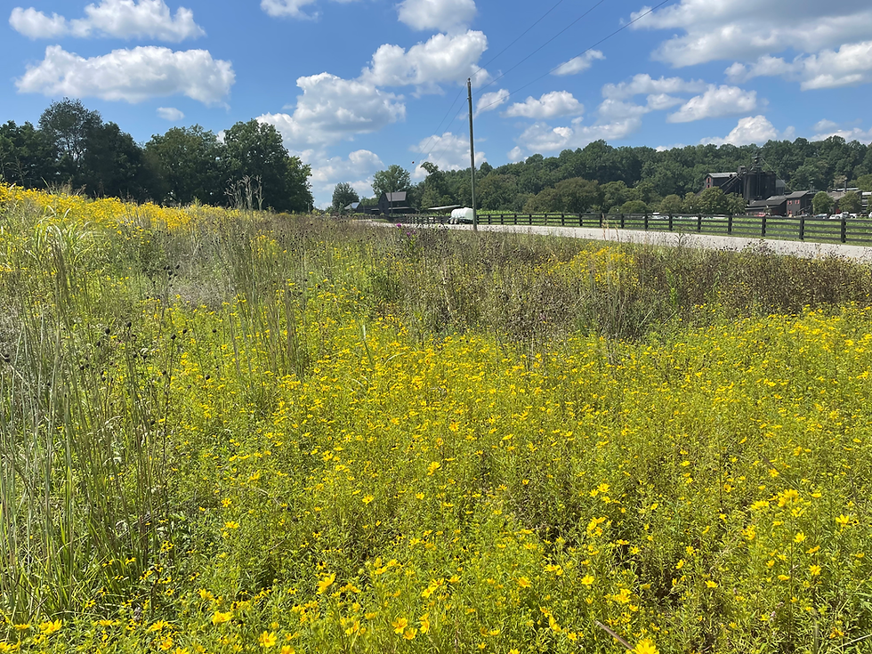 Thumbnail: Showy Tickseed (Bidens aristosa)
