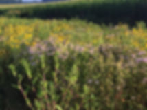 Mix 198 - Coastal Low Growing Native Roadside Mix