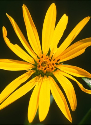 free plants and seeds Free wild flower seeds | UK