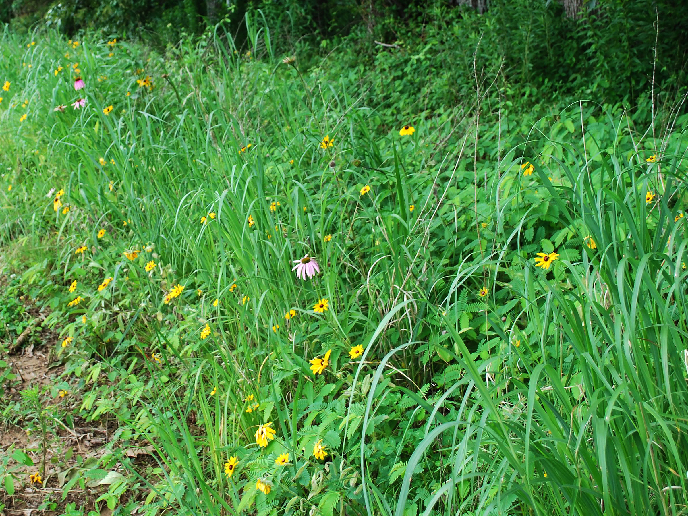 Mix 181 - Southern Woodland Edge Part Shade Mix