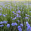 Thumbnail: Nash's Blue Eyed Grass (Sisyrinchium nashii)