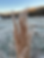 Thumbnail: Broomsedge (Andropogon virginicus)