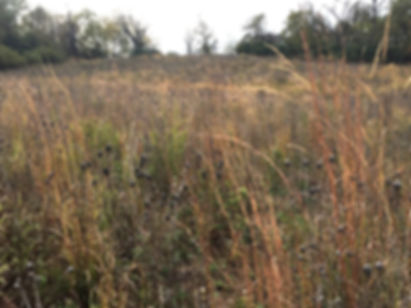 Mix 141 - Northern Quail and Pheasant Habitat Mix