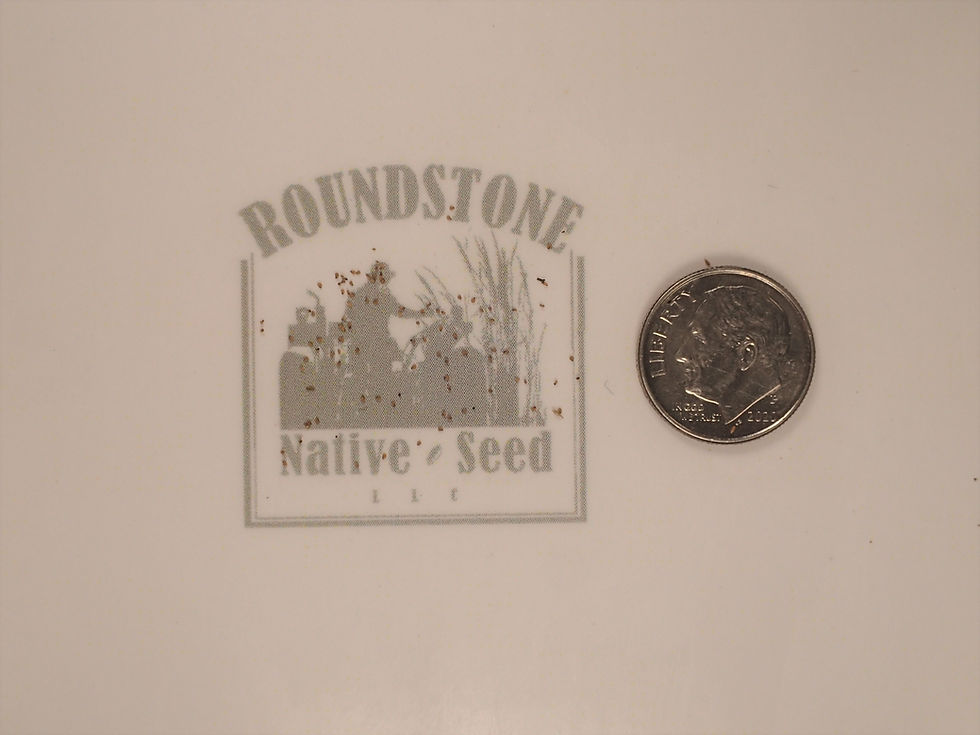 Thumbnail: Maryland Meadowbeauty (Rhexia mariana)